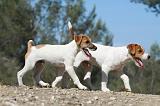 PARSON RUSSEL TERRIER 027